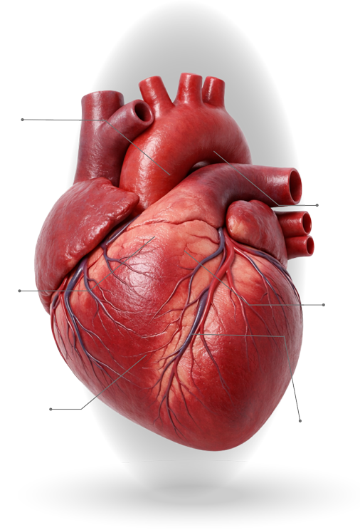 3D Heart